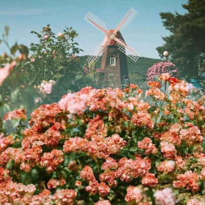 金沙app下载官网